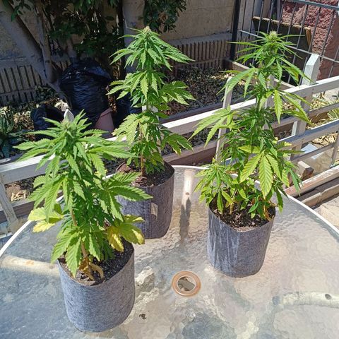 Magnum Sandita growlog timeline photo
