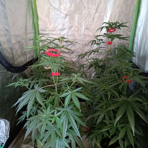 Jack 47 F1 by Gólaga growlog timeline photo