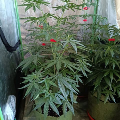 Jack 47 F1 by Gólaga growlog timeline photo