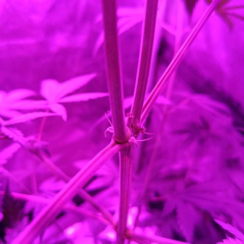 Jack 47 F1 by Gólaga growlog timeline photo