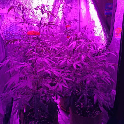 Jack 47 F1 by Gólaga growlog timeline photo