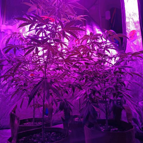 Jack 47 F1 by Gólaga growlog timeline photo