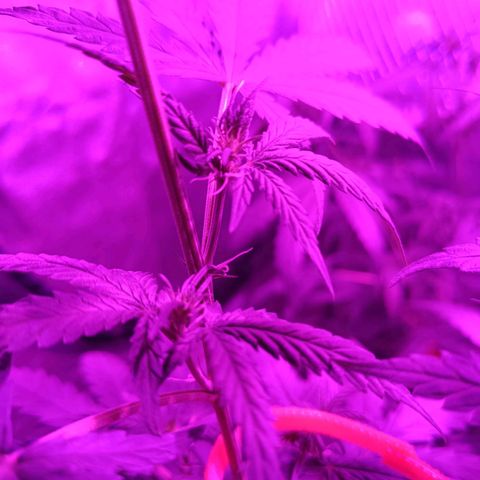 Jack 47 F1 by Gólaga growlog timeline photo