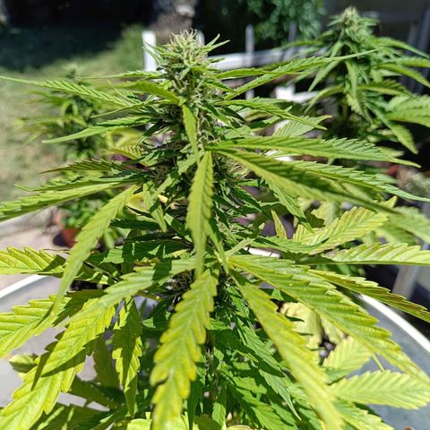 Magnum Sandita growlog timeline photo