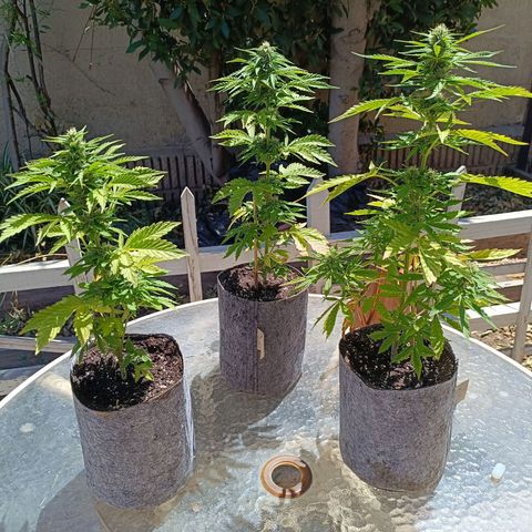 Magnum Sandita growlog timeline photo