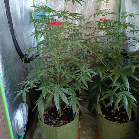 Jack 47 F1 by Gólaga growlog timeline photo