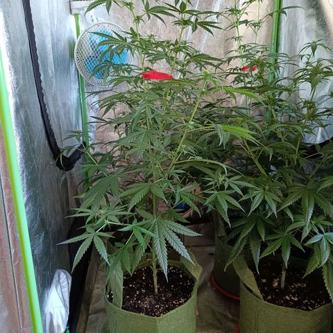 Jack 47 F1 by Gólaga growlog timeline photo