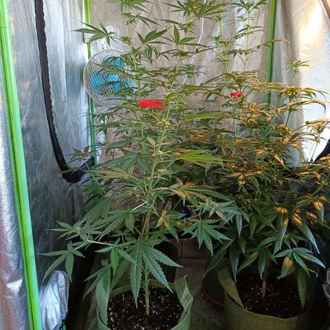 Jack 47 F1 by Gólaga growlog timeline photo