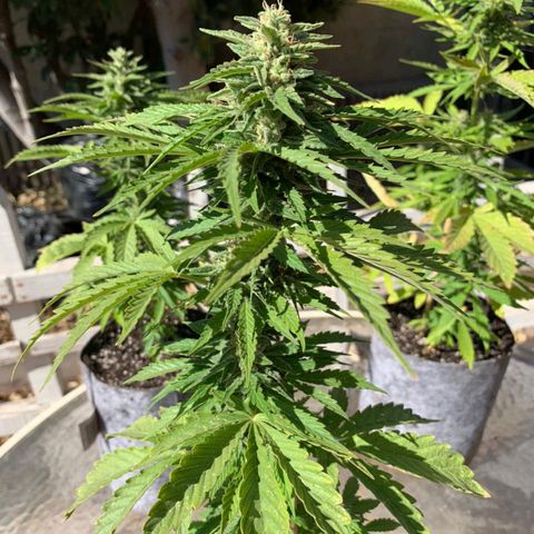 Magnum Sandita growlog timeline photo