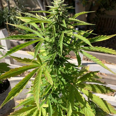 Magnum Sandita growlog timeline photo