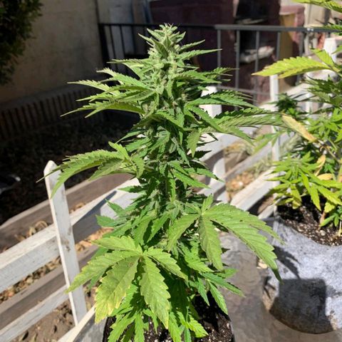 Magnum Sandita growlog timeline photo