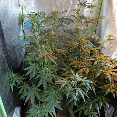 Jack 47 F1 by Gólaga growlog timeline photo