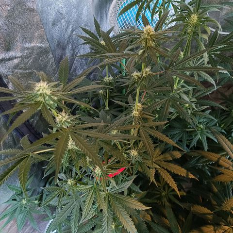 Jack 47 F1 by Gólaga growlog timeline photo