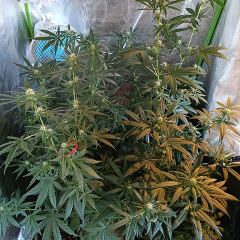 Jack 47 F1 by Gólaga growlog timeline photo