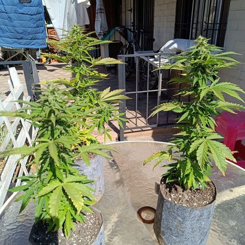 Magnum Sandita growlog timeline photo