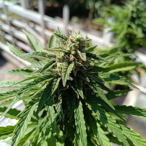 Magnum Sandita growlog timeline photo