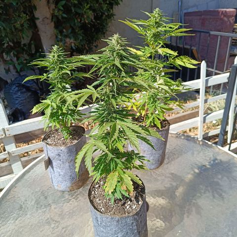 Magnum Sandita growlog timeline photo