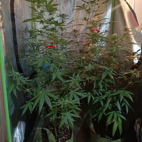 Jack 47 F1 by Gólaga growlog timeline photo
