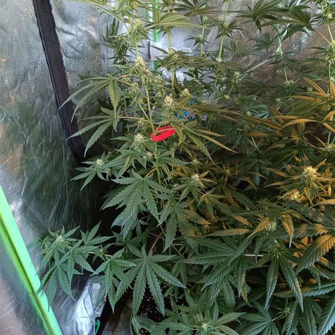 Jack 47 F1 by Gólaga growlog timeline photo