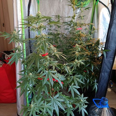 Jack 47 F1 by Gólaga growlog timeline photo