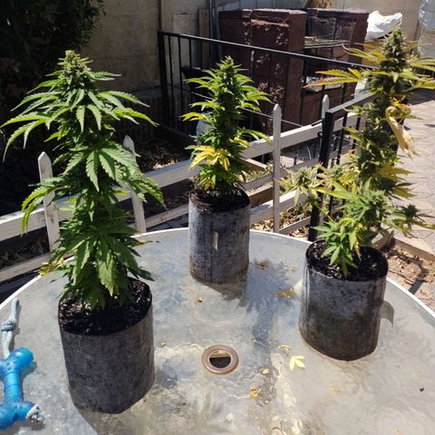 Magnum Sandita growlog timeline photo