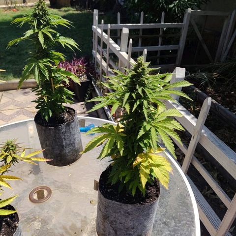 Magnum Sandita growlog timeline photo