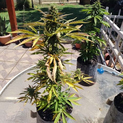 Magnum Sandita growlog timeline photo