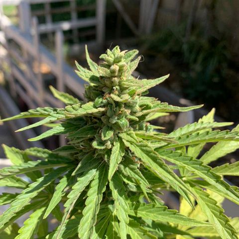 Magnum Sandita growlog timeline photo