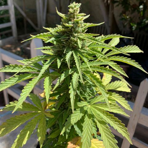 Magnum Sandita growlog timeline photo