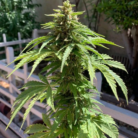 Magnum Sandita growlog timeline photo