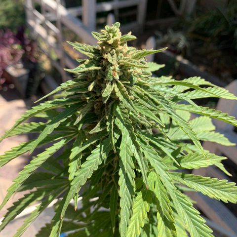 Magnum Sandita growlog timeline photo