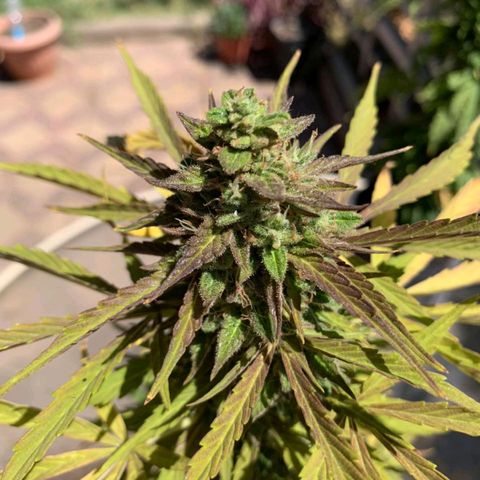 Magnum Sandita growlog timeline photo