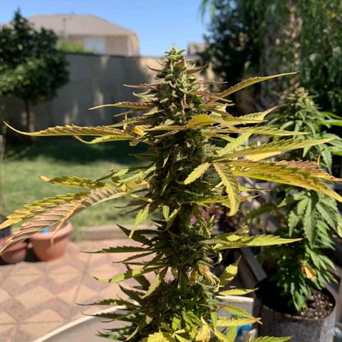 Magnum Sandita growlog timeline photo