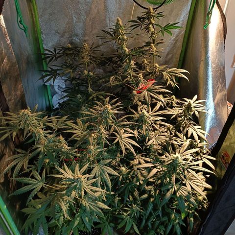 Jack 47 F1 by Gólaga growlog timeline photo