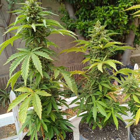 Magnum Sandita growlog timeline photo