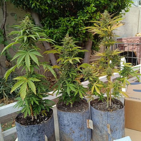 Magnum Sandita growlog timeline photo