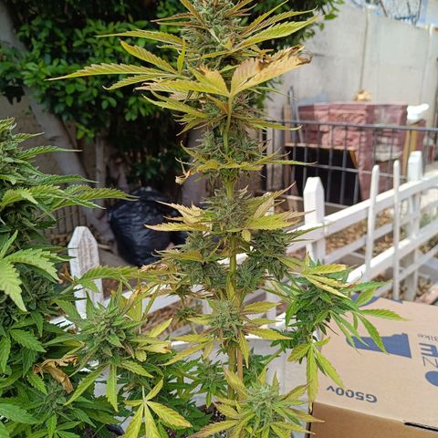 Magnum Sandita growlog timeline photo