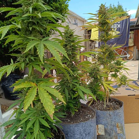 Magnum Sandita growlog timeline photo