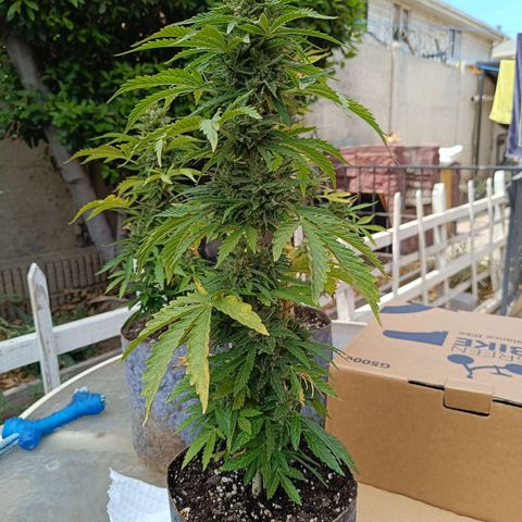 Magnum Sandita growlog timeline photo