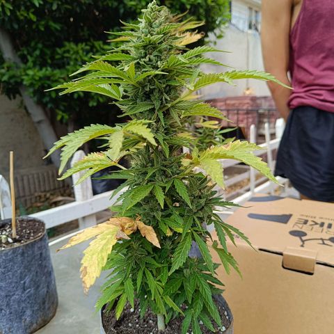 Magnum Sandita growlog timeline photo