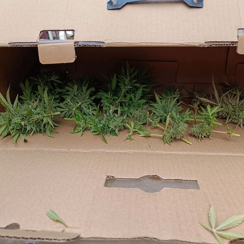 Magnum Sandita growlog timeline photo