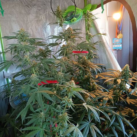 Jack 47 F1 by Gólaga growlog timeline photo