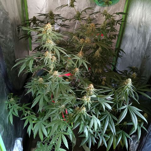 Jack 47 F1 by Gólaga growlog timeline photo
