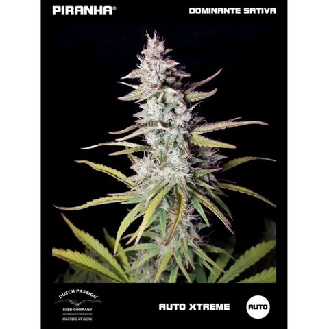 AutoXtreme Sandita growlog timeline photo