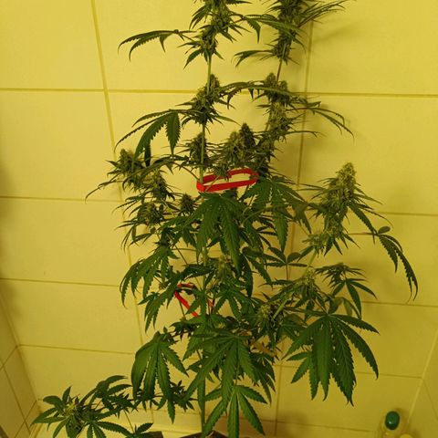 Jack 47 F1 by Gólaga growlog timeline photo