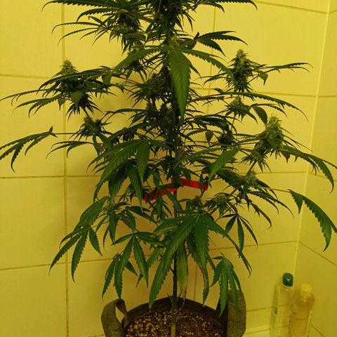Jack 47 F1 by Gólaga growlog timeline photo