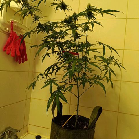 Jack 47 F1 by Gólaga growlog timeline photo