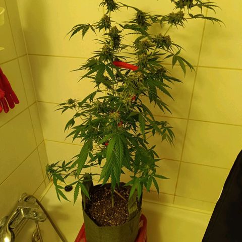 Jack 47 F1 by Gólaga growlog timeline photo