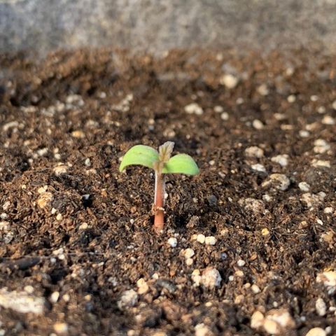 AutoXtreme Sandita growlog timeline photo