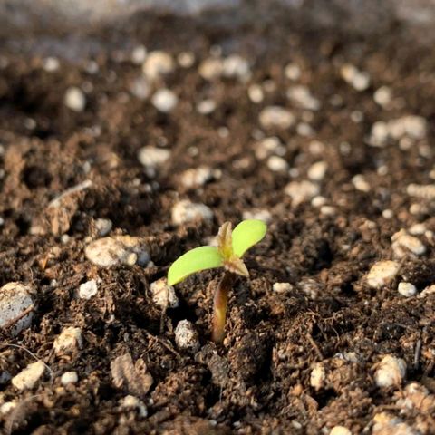 AutoXtreme Sandita growlog timeline photo